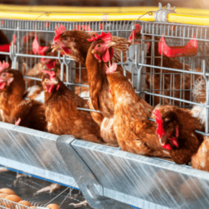 Here’s what it will cost you to start your own chicken farm in South Africa