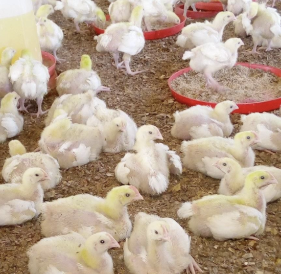 Two Weeks Old Broiler Chicks