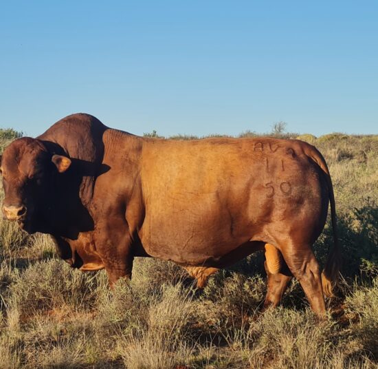 Tuli Cattle