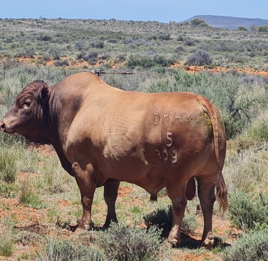 Tuli Cattle