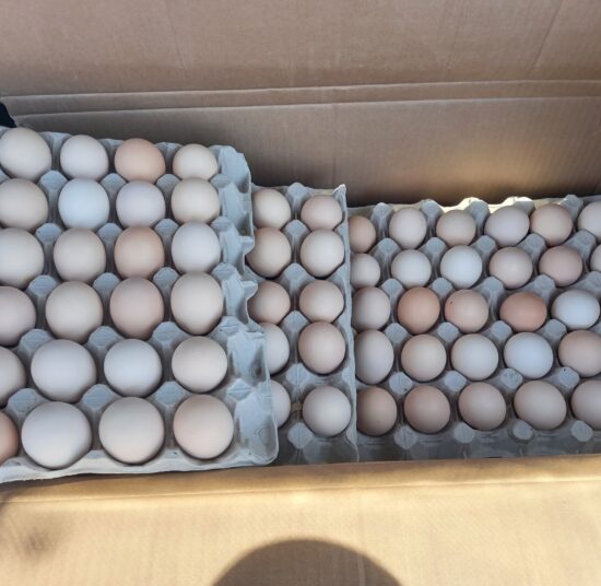 Freshly Laid Table Eggs Jumbo 66-72g