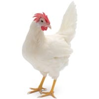 Point off Lay Chickens