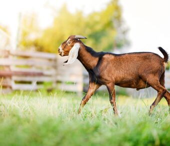 Anglo Nubian Goats