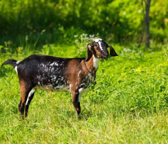 Anglo Nubian Goats