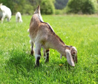 Anglo Nubian Goats