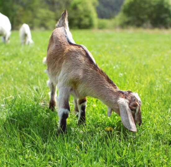 Anglo Nubian Goats