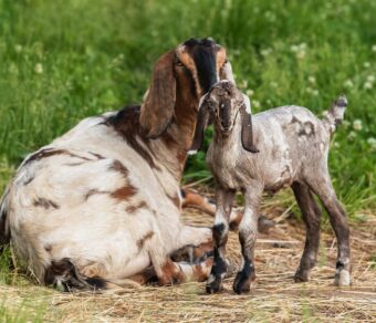 Anglo Nubian Goats
