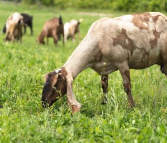 Anglo Nubian Goats