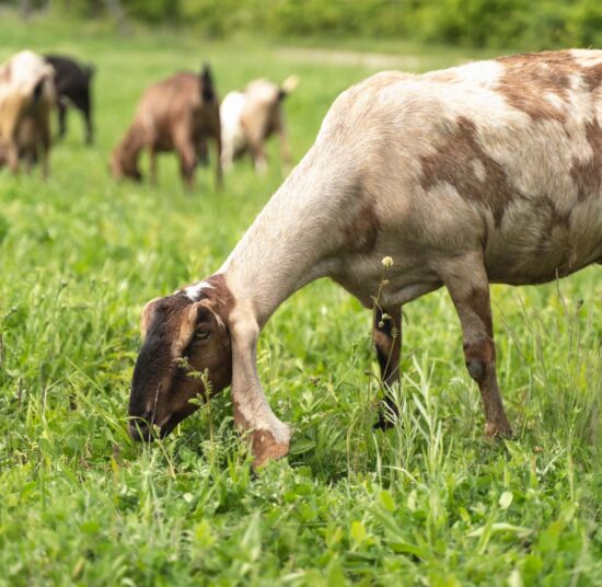 Anglo Nubian Goats