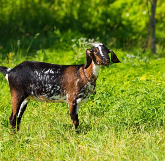 Anglo Nubian Goats