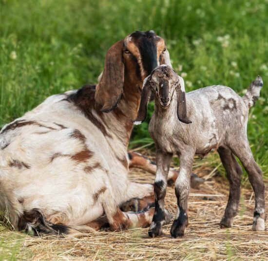 Anglo Nubian Goats
