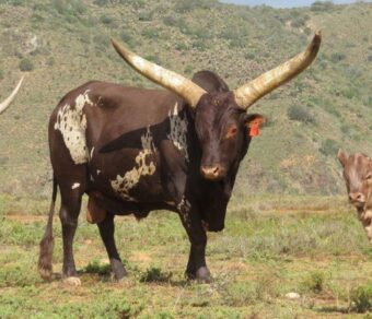 Ankole Cattle