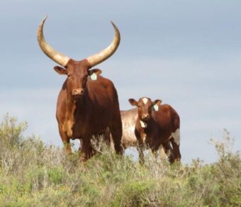 Ankole Cattle