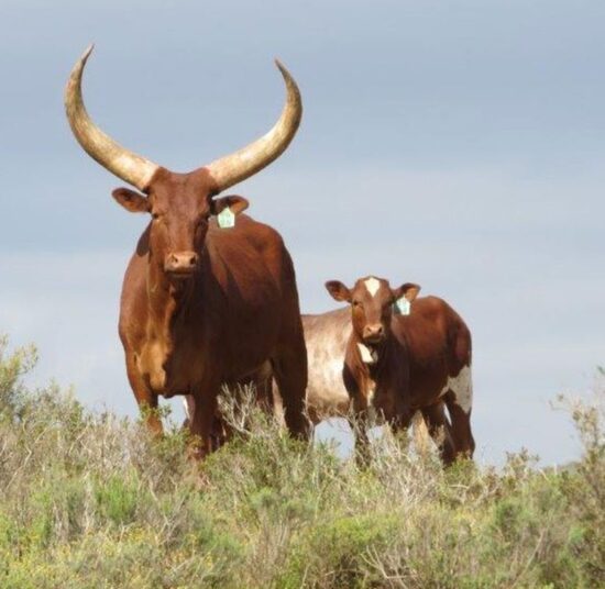 Ankole Cattle