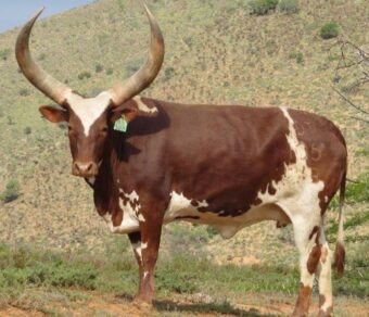 Ankole Cattle