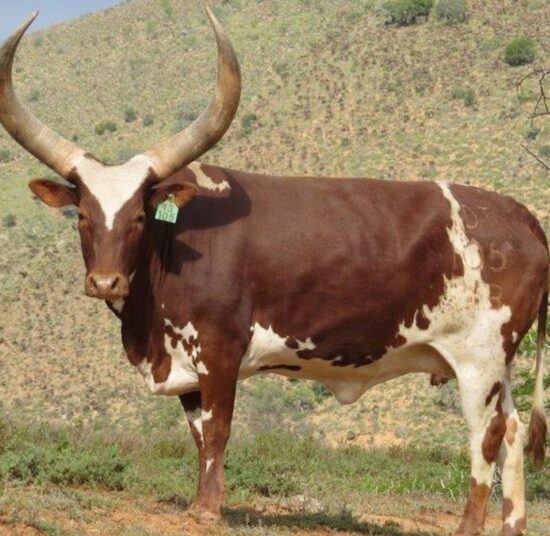 Ankole Cattle