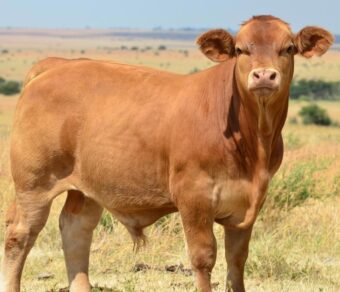 Beefmaster Cattle