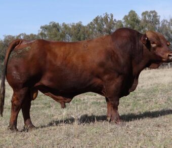Beefmaster Cattle