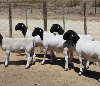 Black Head Dorper Sheep