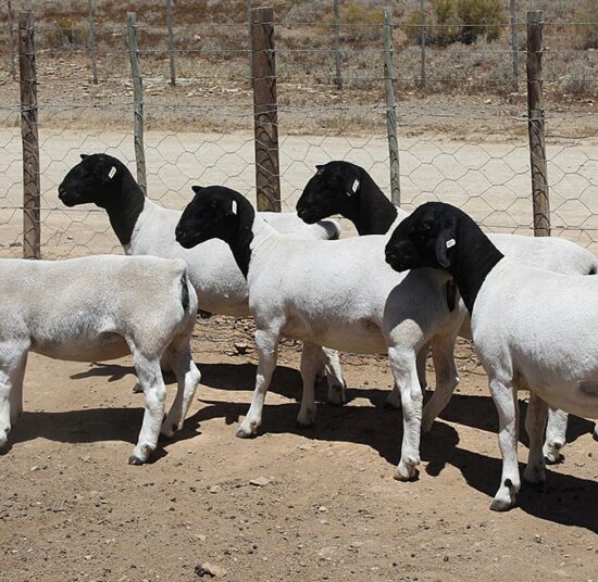 Black Head Dorper Sheep