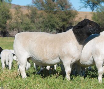 Black Head Dorper Sheep