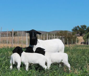 Black Head Dorper Sheep