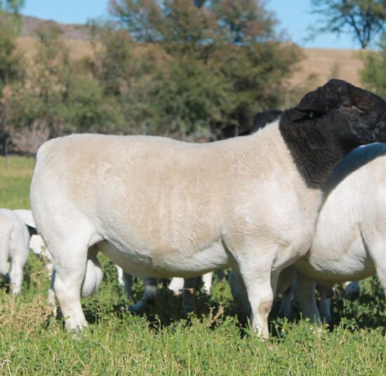 Black Head Dorper Sheep