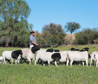 Black Head Dorper Sheep