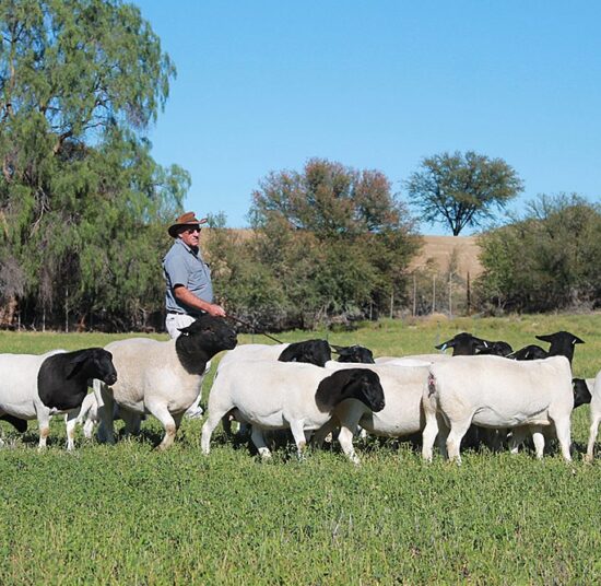 Black Head Dorper Sheep