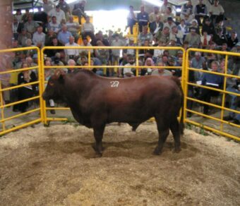 Bonsmara Beef
