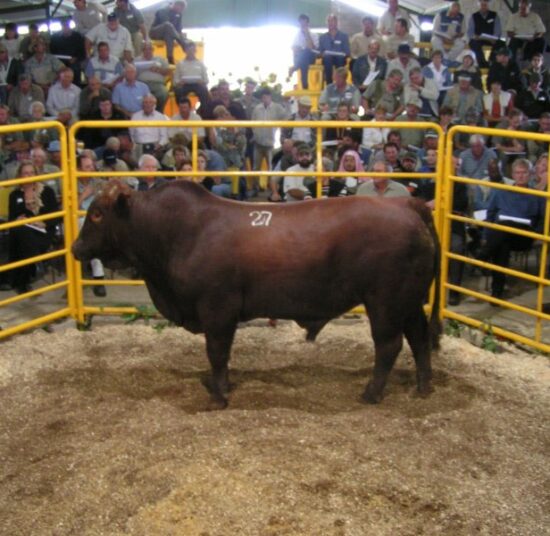 Bonsmara Beef