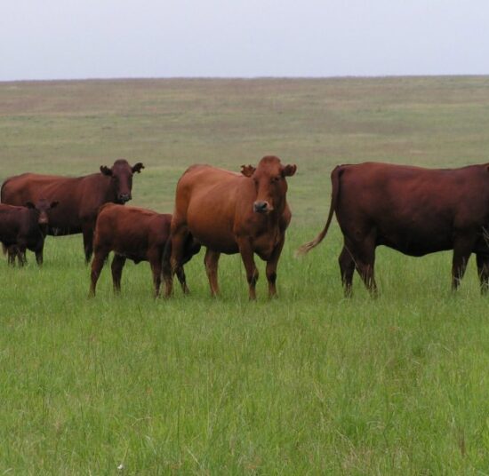 Bonsmara Beef