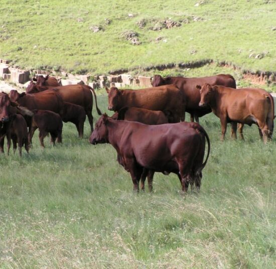 Bonsmara Beef