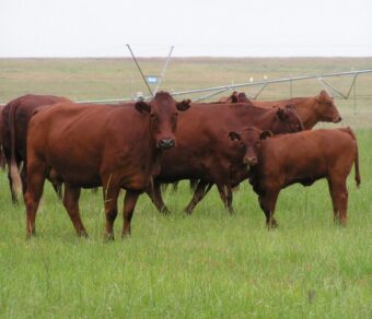 Bonsmara Beef