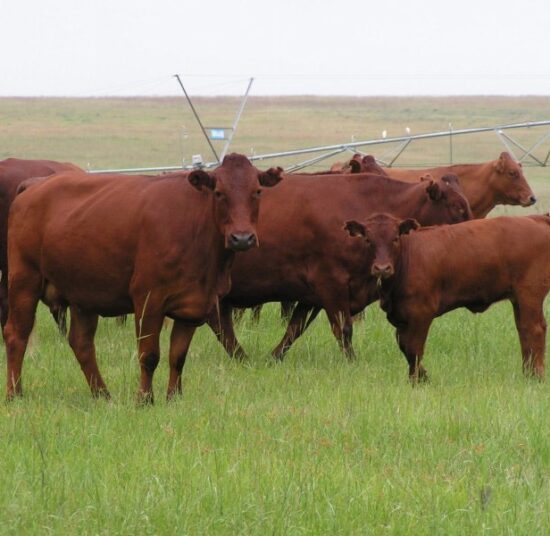Bonsmara Beef
