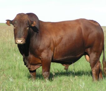 Bonsmara Beef