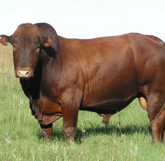 Bonsmara Beef
