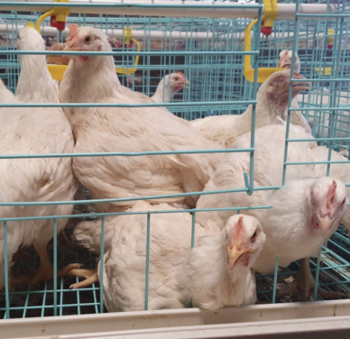 Five Weeks Old Broiler