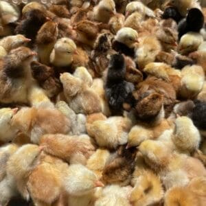 Boschvelder day-old chicks