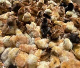Boschvelder day-old chicks