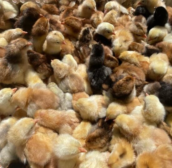 Boschvelder day-old chicks