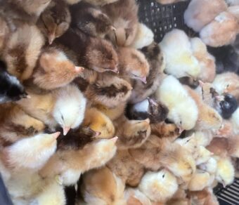 Boschvelder day-old chicks