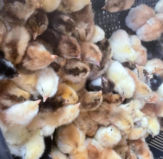 Boschvelder day-old chicks