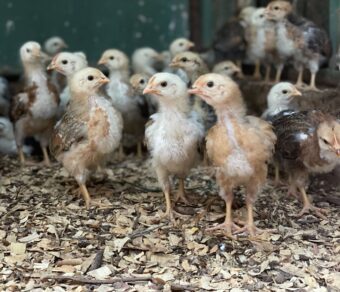Boschvelder day-old chicks