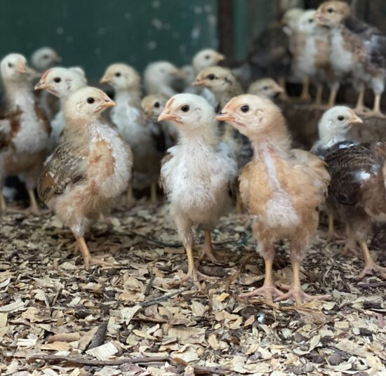 Boschvelder day-old chicks