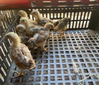 Boschvelder day-old chicks