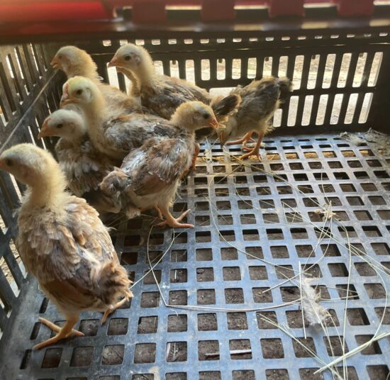 Boschvelder day-old chicks