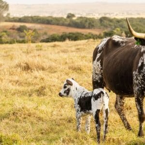 Nguni Cattle