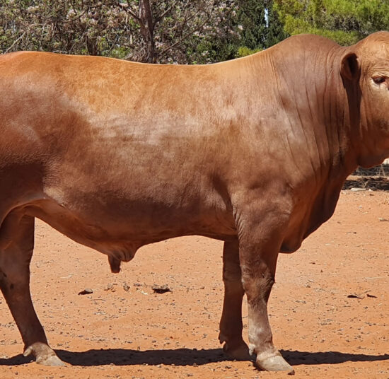 Tuli Cattle