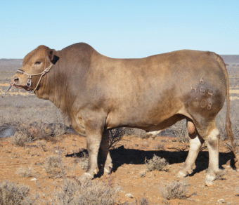 Tuli Cattle